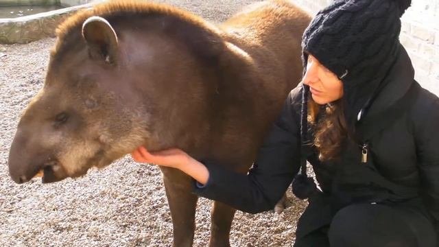 Tapiri - Tapirus Terrestris