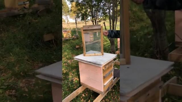 На пасеке в Апухлицах 26.09.2020