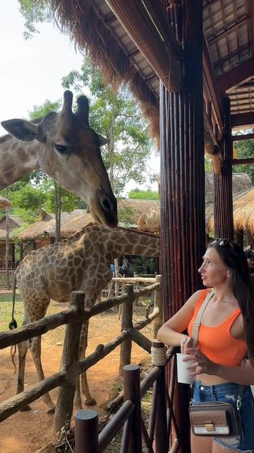 Вы можете покормить жирафа в VinPearl Safari Phu Quoc