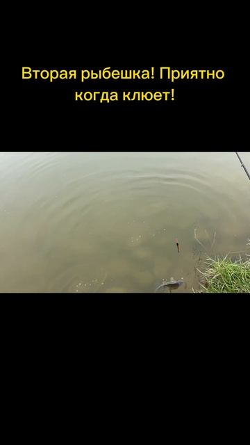 Вторая рыбешка! Приятно когда клюет! #рыбалка #gor #fishing #астана #карп #алматы #8 озёр #fish
