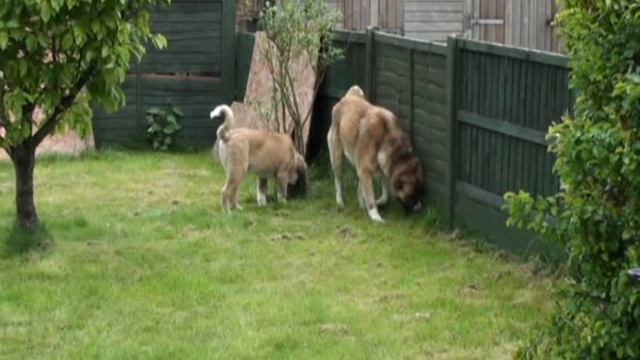 Socialising your puppy CAO