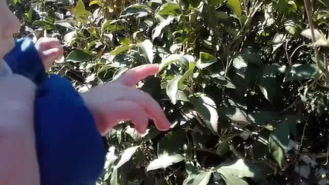 Забористость чая