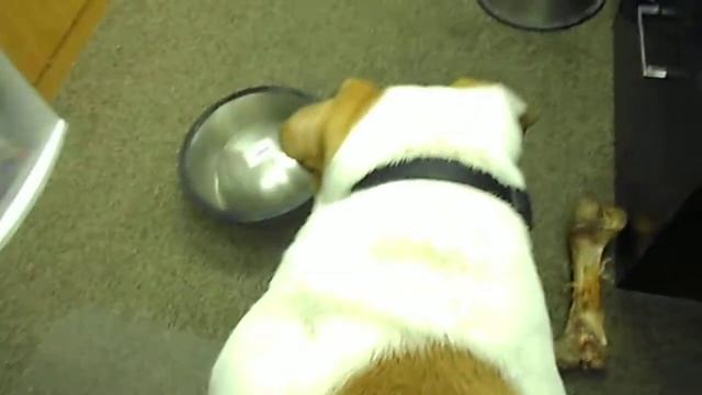 Radar playing with his food bowl.