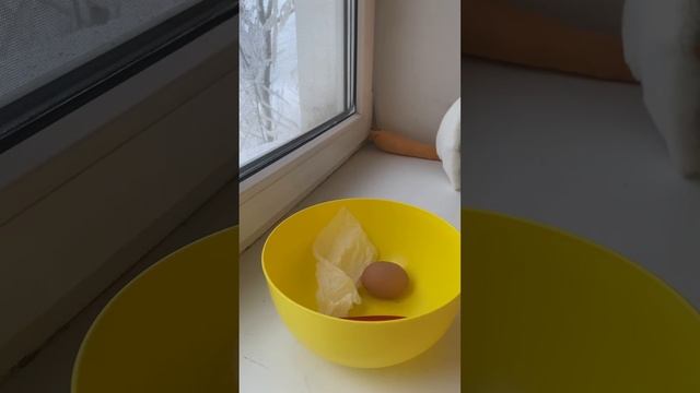 Пончик 🍩