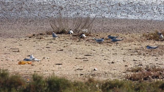 Little Tern, Fraticello (Sternula albifrons)