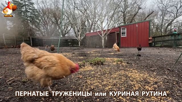 Куры несушки свободного выгула и их обычная куриная рутина – эпизод (59)