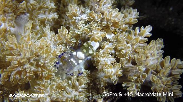 MacroMate Mini | Underwater Macro Lens for GoPro