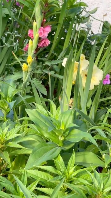 #bestfertilizerforplants | coffee powder fertilizer for flowering plants #ytshorts #gladiolus