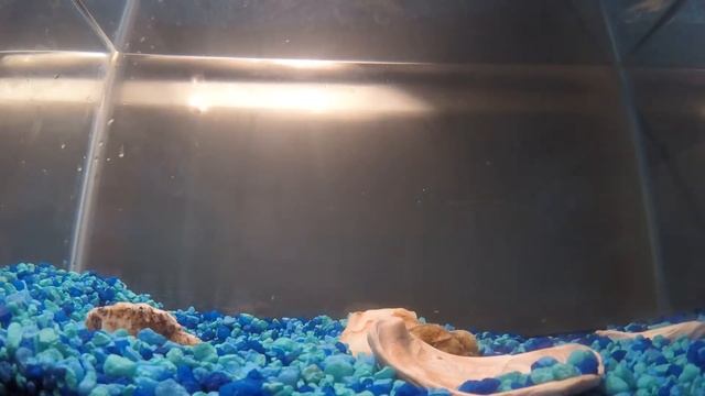 Fish tank demo of the wacky rig