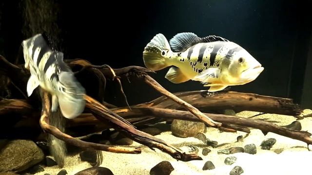 Peacock Bass TANK CLOSE UP (cichla monoculus)