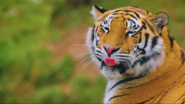 ШИКАРНОЕ ВИДЕО 8К HDR. ЖИЗНЬ ЖИВОТНЫХ В НЕВЕРОЯТНЫХ КРАСКАХ 8К HDR (Animal Colorful Life in 8KHDR)