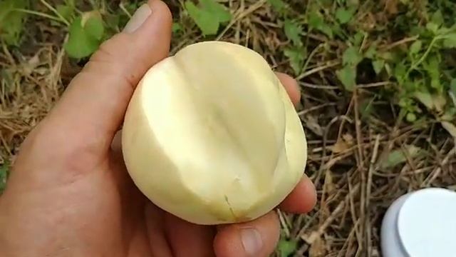 Персик Айс Піч. Peach Ice Peach. 5й рік плодоношення