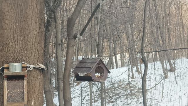 Кормушка Синица птица Красивая