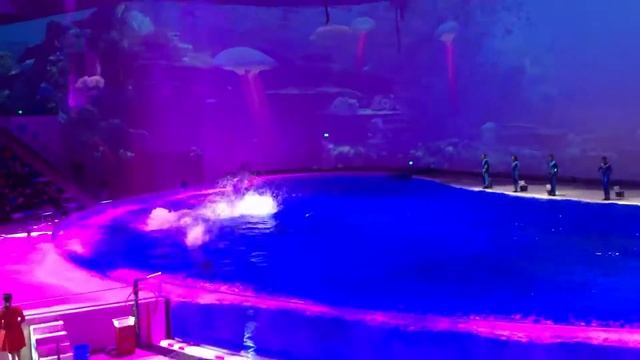 Shanghai Haichang ocean park👍 February 20, 2019