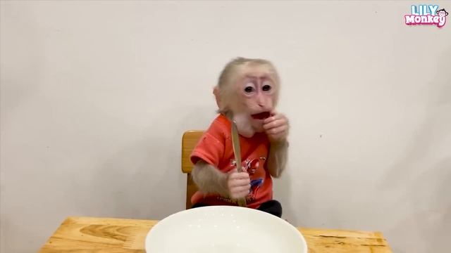 Smart monkey Lily cleans the house when dad is away