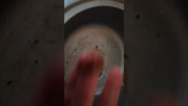 Виноградные улитки