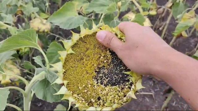 Гибрид подсолнечника Куба, отечественные гибриды