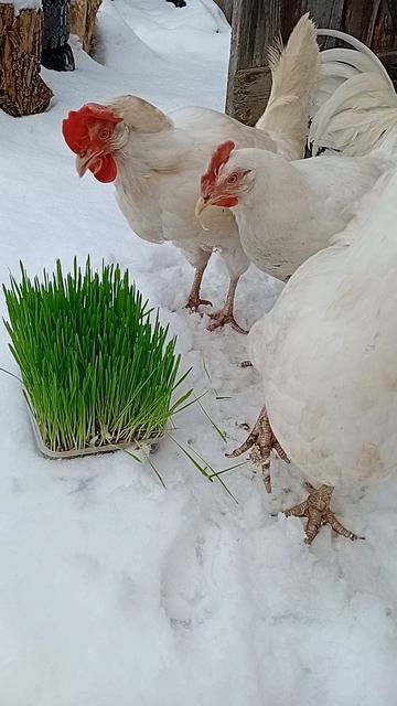 Витамины для куриц