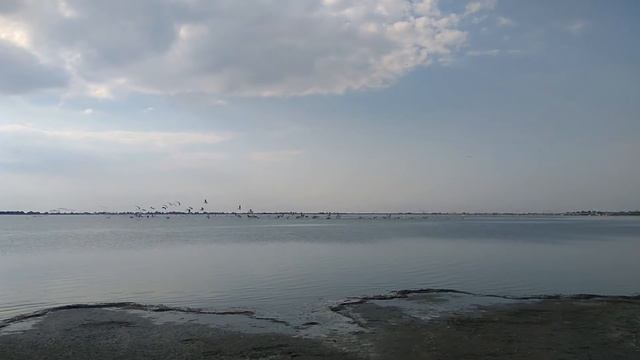 Гоняли пеликанов в Катранке