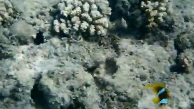 Amphirion bicinctus