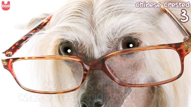 Top 5 Weirdest Dogs!