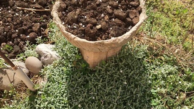 МОЙ ЦВЕТУЩИЙ ДВОР, КРАСАВИЦА-СЛИВА🌺27 марта 2024 г.