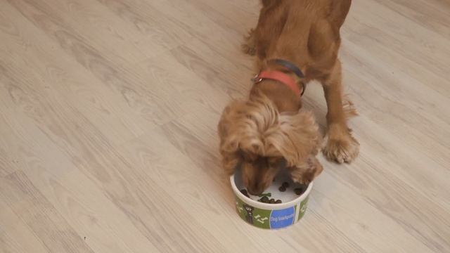 Quante volte al giorno deve mangiare un cane - Cuccioli e adulti