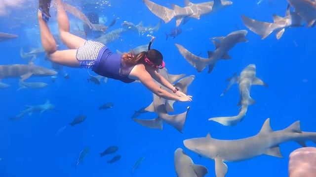 Swimming With Sharks
