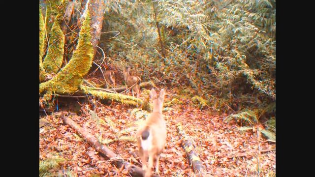 Four Season Bushnell Mini Trophy Trail Camera Fun