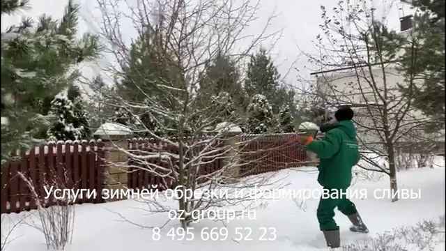 Услуги зимней обрезки и формирование деревьев сливы. Выезд Агрономов по Москве и области. Звоните!