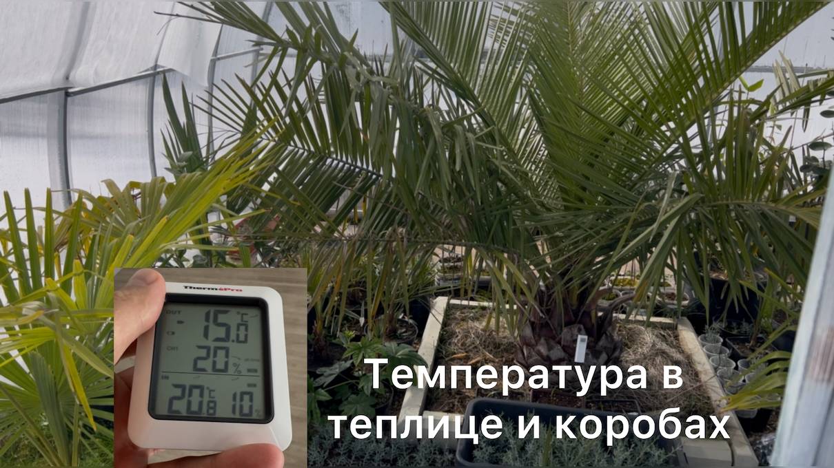 Температура в теплице зимой. Бамбук пострадал после -15