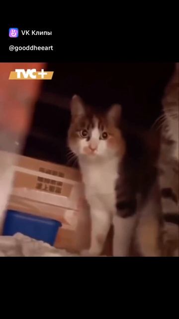 Мама кошка и её сын кот.