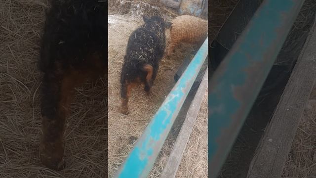 Кужрявые инвестиций
