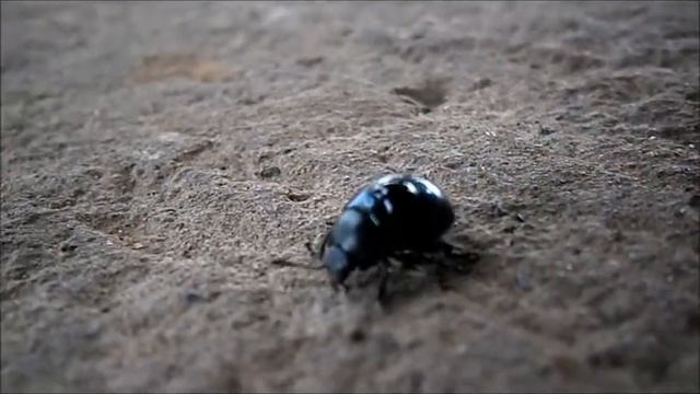 cute, pointless Beetle video
