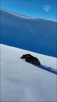 Кавказский бурый медведь замечен высоко в горах Красной Поляны 🐻