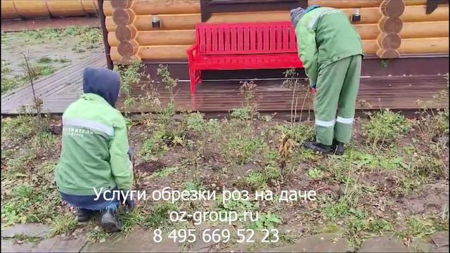 Услуги обрезки роз на даче. Выезд Агрономов по Москве и области. Звоните и заказывайте.