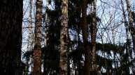 Черный дятел или Желна (Dryocopus martius)