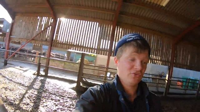SENDING THE BULL AND HEIFER'S AWAY FOR WINTER