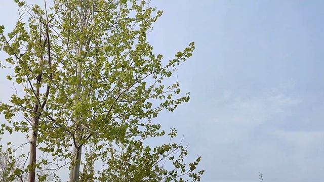 227.Канада. Гарно...