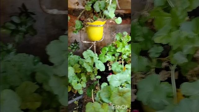 1000015744.mp4