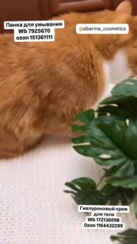 Отзыв на натуральную косметику SIBERINA