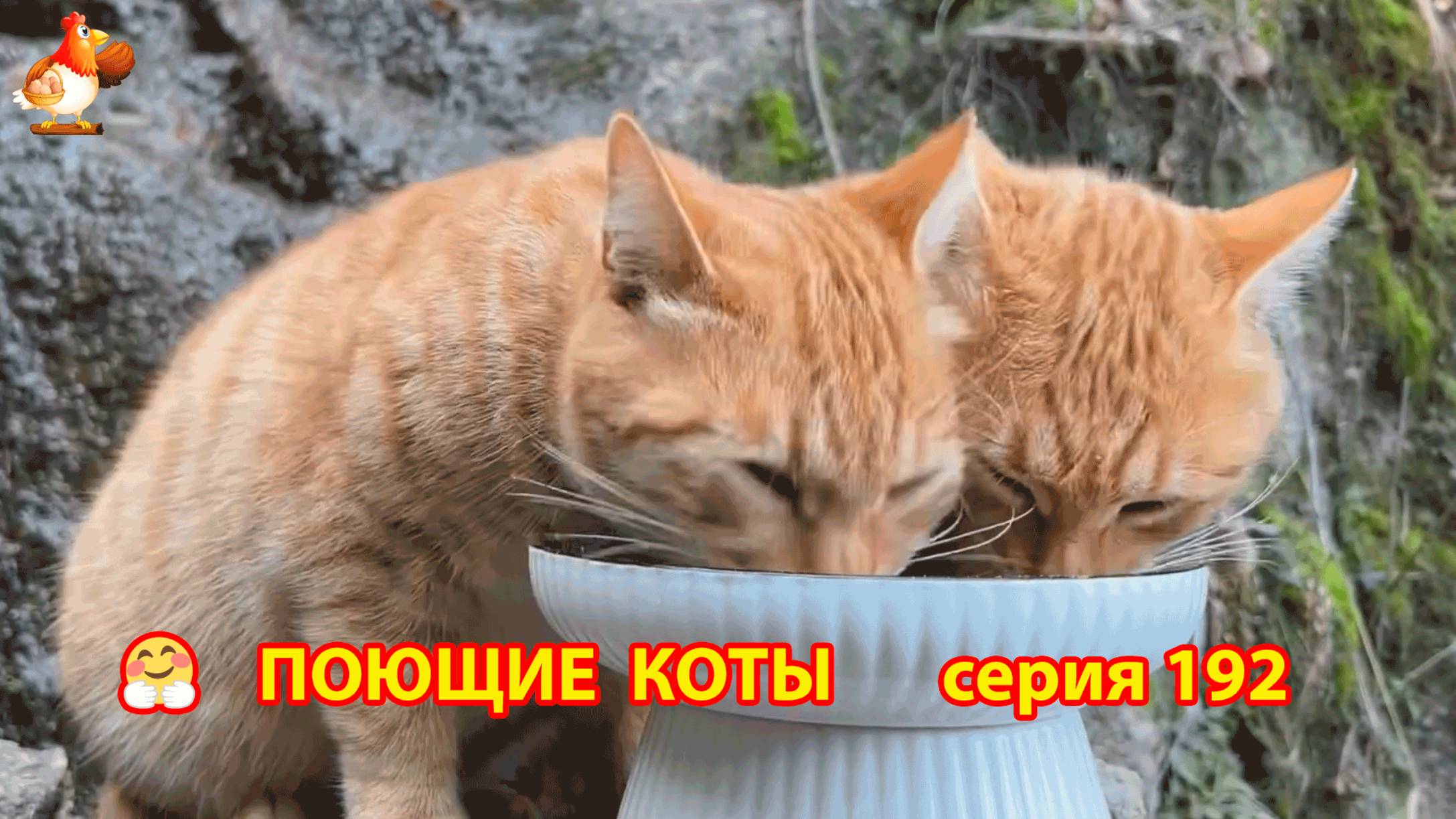 Крутые коты у птичьего двора серия (192) 🐈🐈😹 Природа Абхазии и подворье с птицами и животными ❣