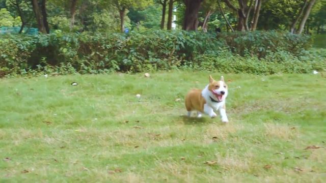 pet gps tracker