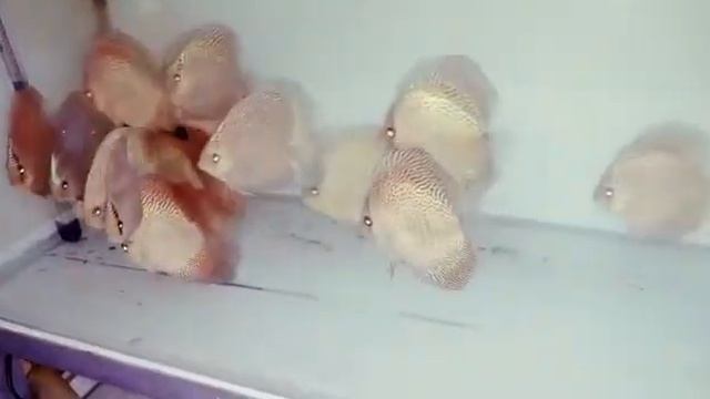 High fin line sneak Discus Fish