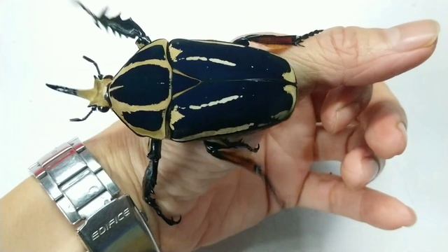 African colorful flower beetle - Mecynorhina torquata ugandensis (origin:Uganda)