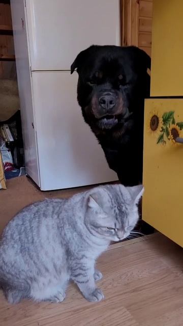 И вкусняшка закатилась и вода в миске закончилась 😾🐶