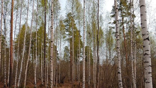 Звуки леса, пение птиц. Атмосферное видео березового пейзажа.