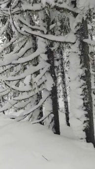 22 Зимняя тайга Ствол весь в снегу у дерева Сибирь