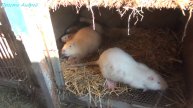 Сильные морозы гибель щенков нутрий при рождение