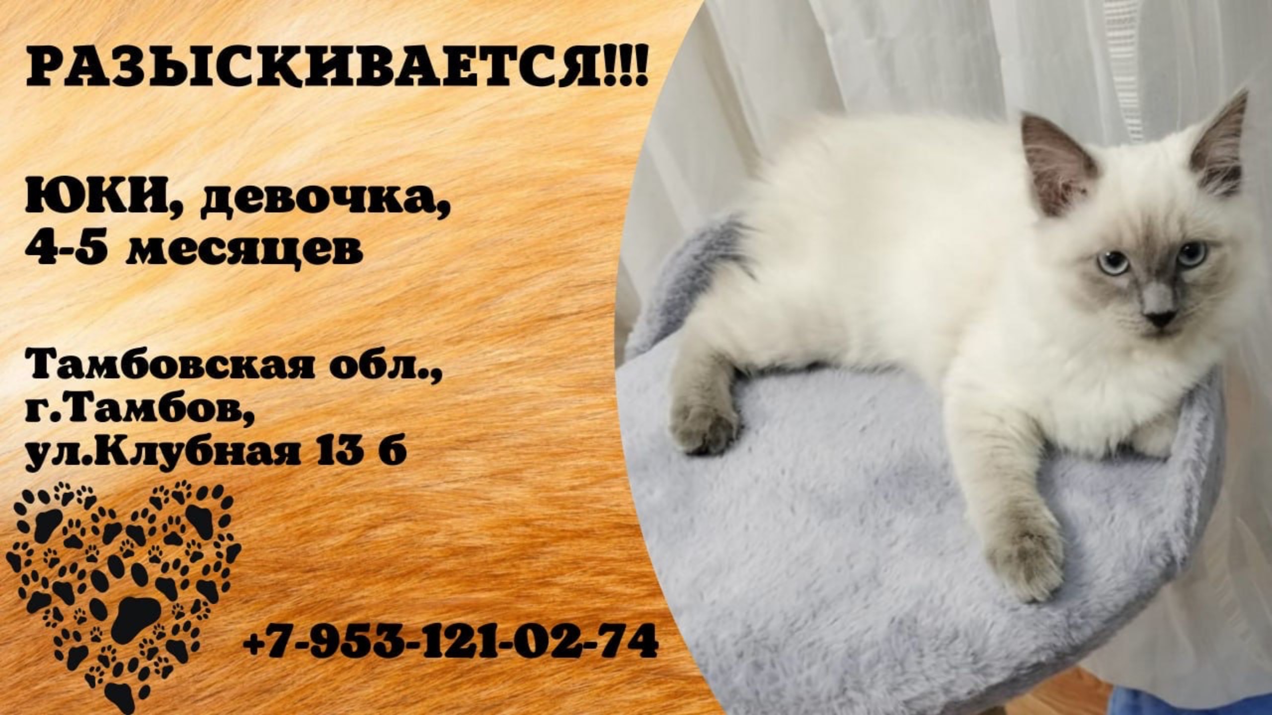 Пропала кошка! ЮКИ, девочка, 4-5 месяцев. Тамбовская обл., г.Тамбов.